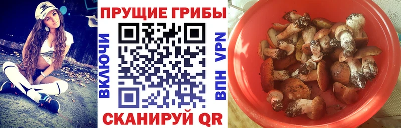 Галлюциногенные грибы Psilocybine cubensis  Краснозаводск 